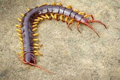 如何防止蜈蚣进入家中 如何防止蜈蚣进入家中