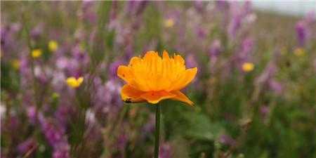 可以扦插的花有哪些? 可以扦插的花有哪些?