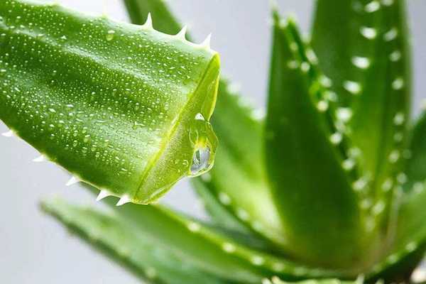 海藻面膜用什么调最好? 海藻面膜用什么调最好?