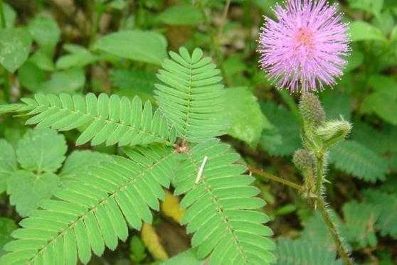 含羞草的特点描写 含羞草是一种什么样的植物 含羞草的特点描写 含羞草是一种什么样的植物