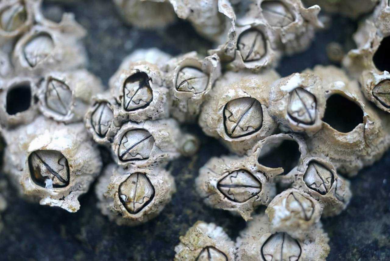 藤壶是什么东西