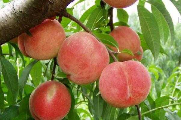 5种减肥人必备零食 5种减肥人必备零食