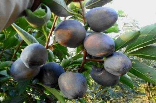 哪些水果才算是高档水果？