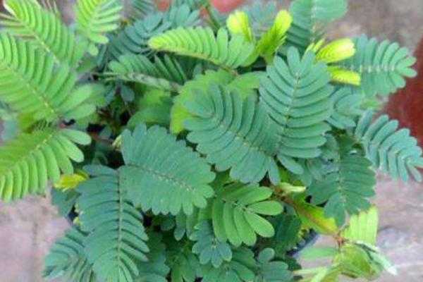 含羞草的特点描写 含羞草是一种什么样的植物 含羞草的特点描写 含羞草是一种什么样的植物