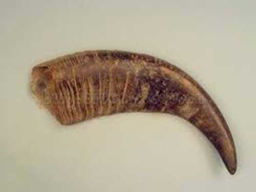 水牛角的功效与作用 水牛角的功效与作用