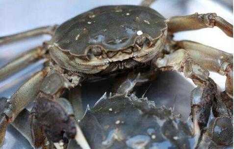 大闸蟹死了能吃吗? 大闸蟹死了能吃吗?