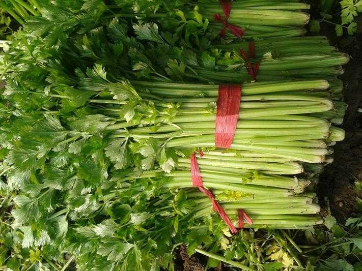 刮油最狠的四种减肥蔬菜 这四种刮油减肥蔬菜效果显著