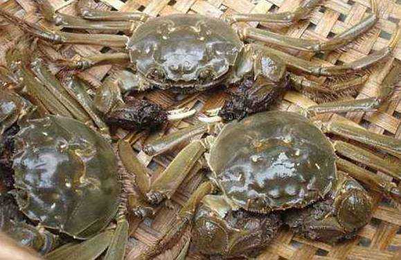 能带螃蟹坐地铁吗