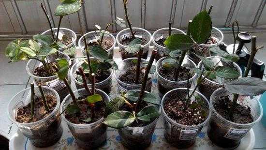 可以扦插的花有哪些? 可以扦插的花有哪些?