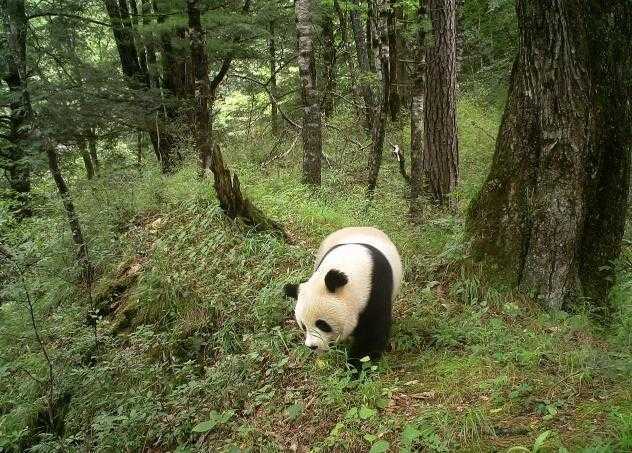 大熊猫主要生活地区 大熊猫主要生活地区