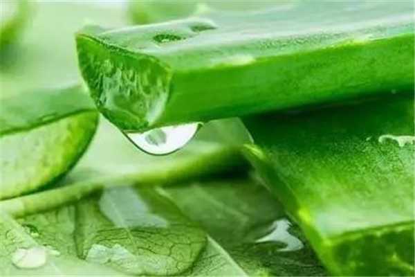 芦荟灌肤会过敏吗？芦荟灌肤真的有用吗