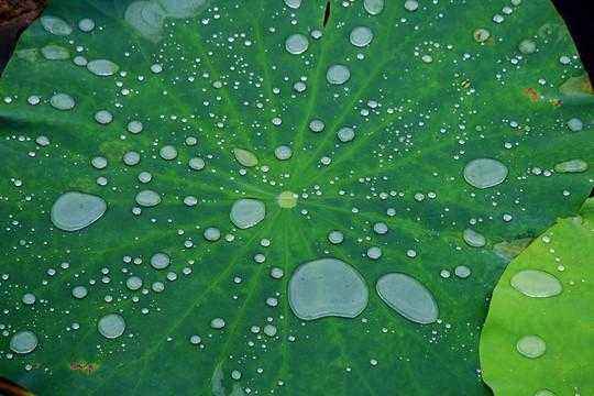 荷叶为何有露珠