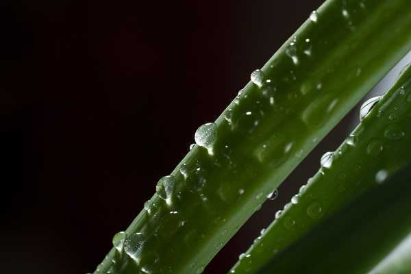 芦荟胶涂脸上过一夜好吗? 芦荟胶涂脸上过一夜好吗?