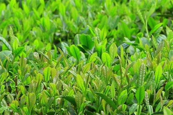 清明茶一般什么时候出来