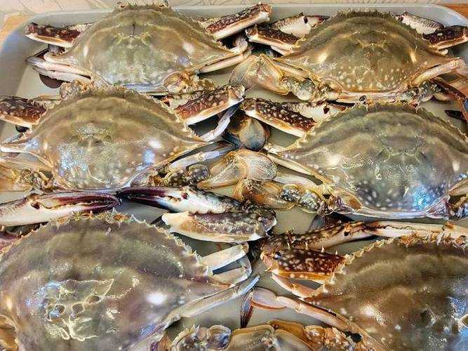 养殖水产品哪个利润高 养殖水产品哪个利润高