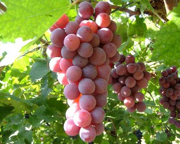 哪些水果带皮吃更营养？