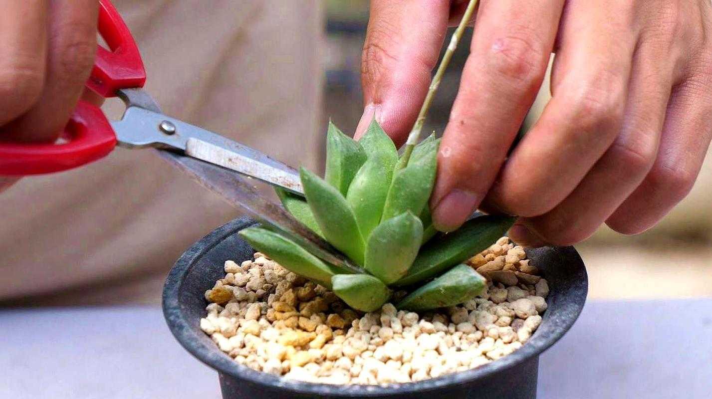 多肉的正确养殖方法 新手必看