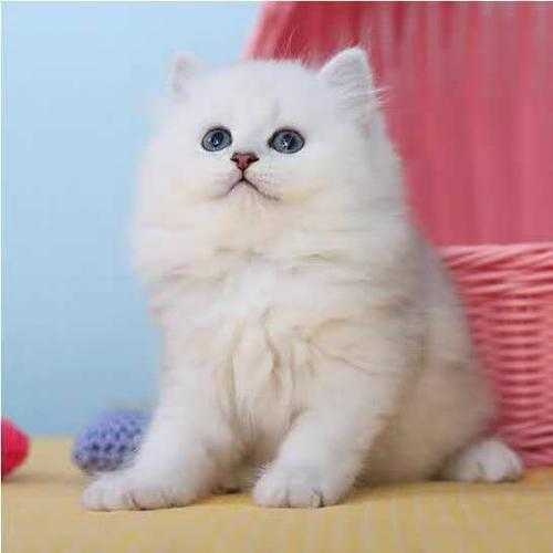 金吉拉猫多少钱一只幼崽 金吉拉猫多少钱一只幼崽