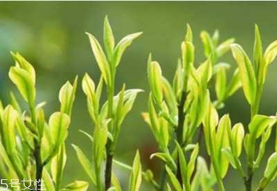 茶树精油怎么用？茶树精油用法