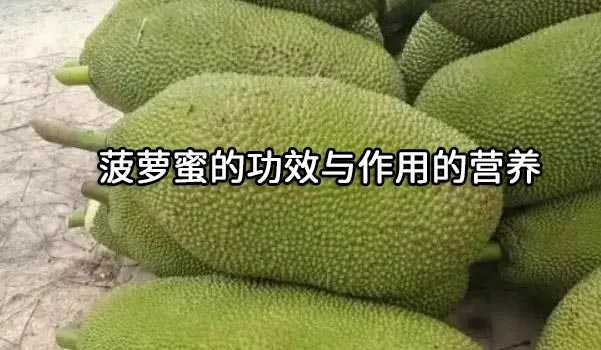 菠萝蜜的功效与作用的营养