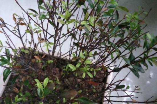 米兰花干枯了怎么办 米兰花干枯了怎么办