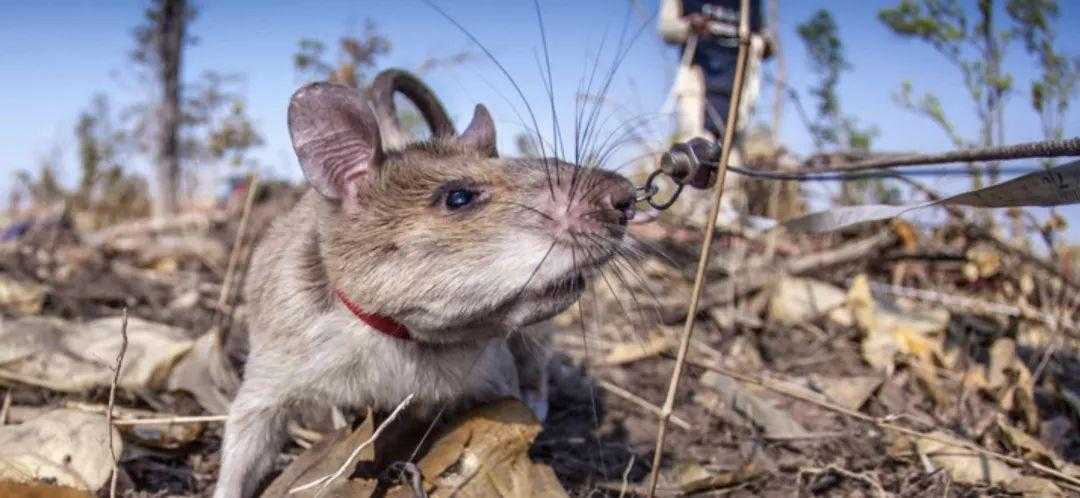 老鼠最害怕的声音 老鼠最害怕的声音