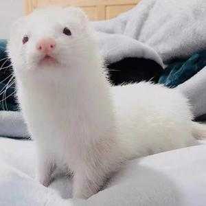 宠物雪貂多少钱一只