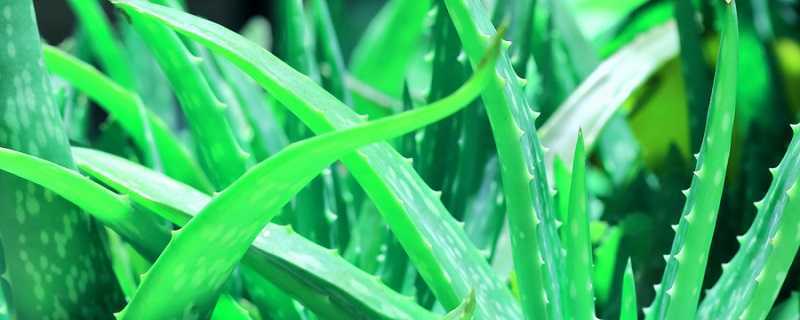 完美芦荟胶孕妇不能用吗 完美芦荟胶孕妇不能用吗