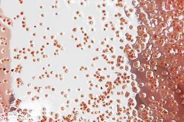 海藻面膜能加蜂蜜吗?蜂蜜和海藻做面膜好吗? 海藻面膜能加蜂蜜吗?蜂蜜和海藻做面膜好吗?