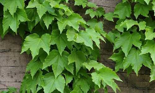 爬山虎的叶子像什么