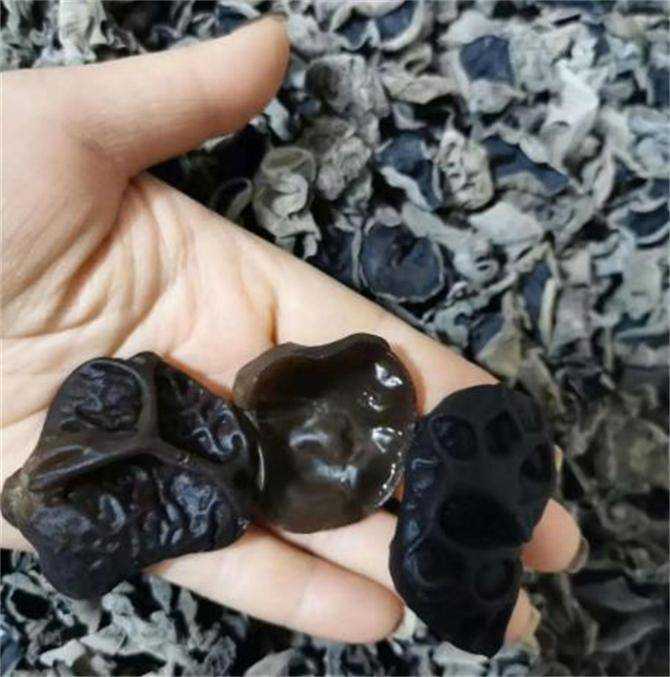 白玉木耳和黑木耳哪个好? 白玉木耳和黑木耳哪个好?