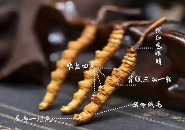 40岁女人吃虫草的好处 40岁女人吃虫草的好处