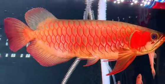 金龙鱼吃什么发色最好 金龙鱼吃什么发色最好