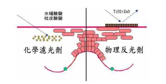 物理防晒需要卸妆吗?物理防晒和化学防晒的区别 物理防晒需要卸妆吗?物理防晒和化学防晒的区别