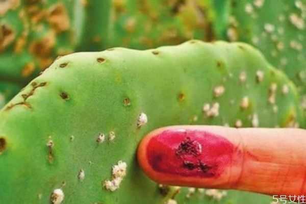 口红是用虫子做的吗？口红的材料是虫子吗