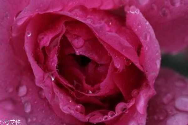 玫瑰水和爽肤水的区别