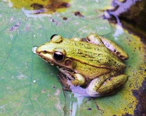 蚊子最怕的3个克星 蚊子最怕的3个克星