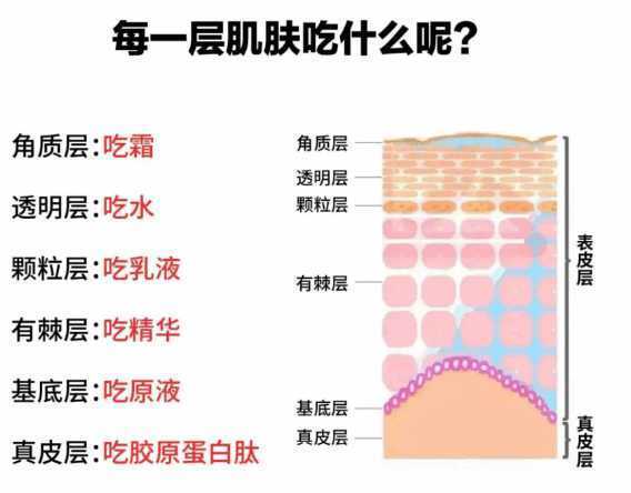 油性肤质的正确护肤步骤 油性肤质的正确护肤步骤