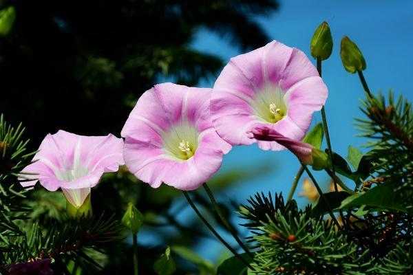 喇叭花的叶子像什么比喻句 喇叭花的叶子像什么比喻句