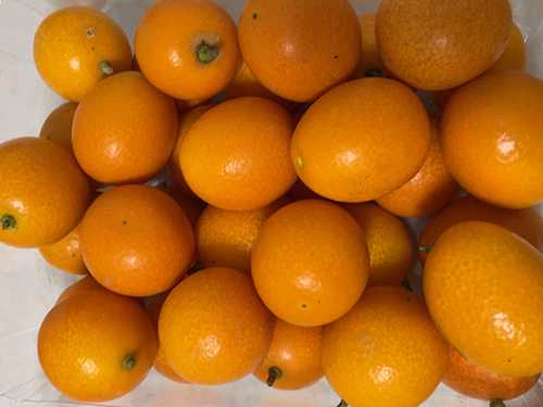 小金桔的功效与作用 小金桔上火还是下火的