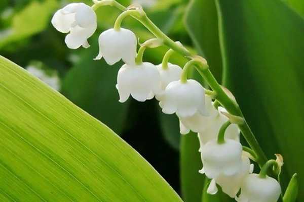 瑰柏翠护手霜的香味有哪些 瑰柏翠护手霜的香味有哪些