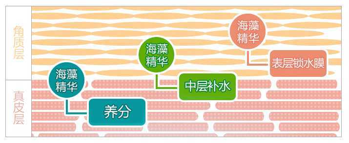 海藻面膜补水效果怎么样