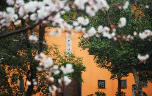 鸡鸣寺的樱花开了是什么意思 鸡鸣寺的樱花开了是什么意思