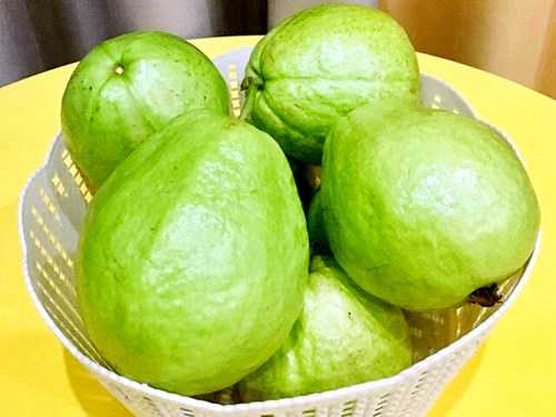 芭乐是凉性水果还是热性?吃芭乐的禁忌 芭乐是凉性水果还是热性?吃芭乐的禁忌