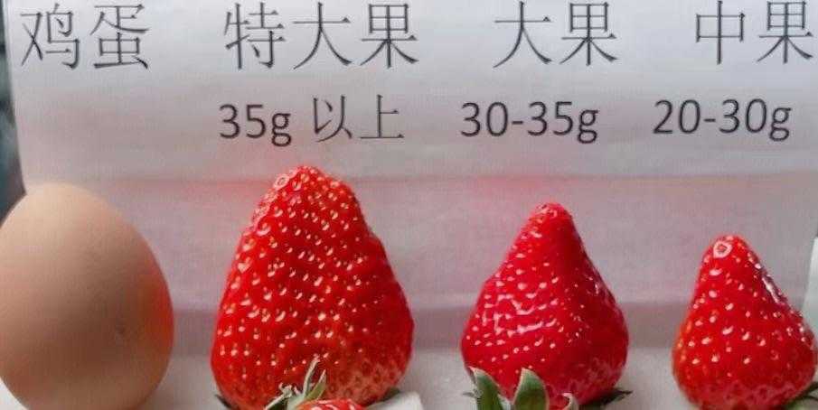 丹东草莓每年几月份上市