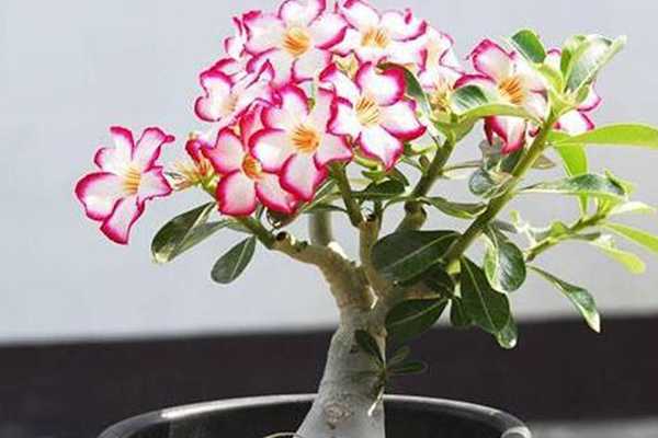 dpc豹纹气垫好还是钻石气垫好