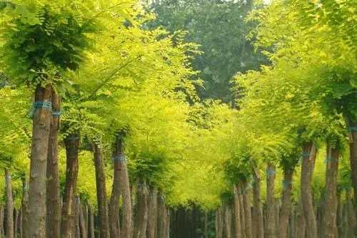 中国的国树是什么树