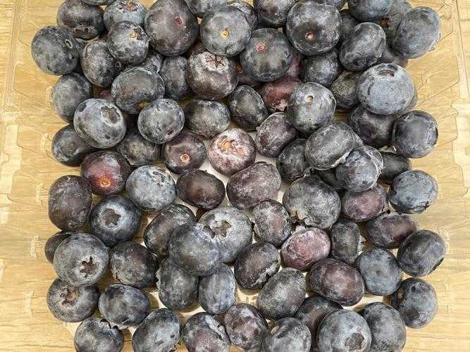 蓝莓长毛了还能吃吗