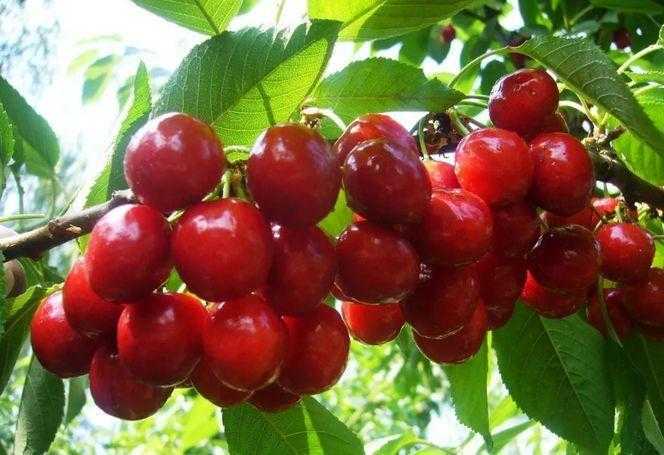 大连和山东哪里才是中国大樱桃之乡？