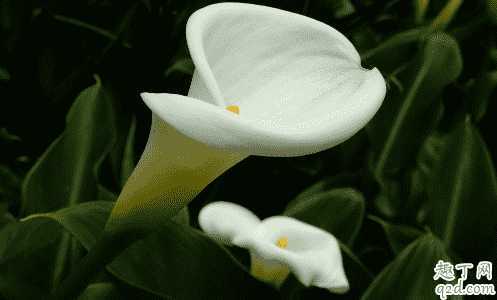 海芋怎么养长得好？养海芋哪些事项是要注意的